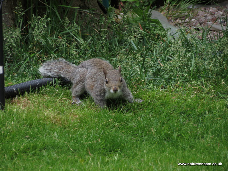 Garden visitors