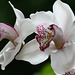 Cymbidium