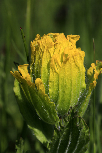 Golden Paintbrush