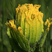 Golden Paintbrush