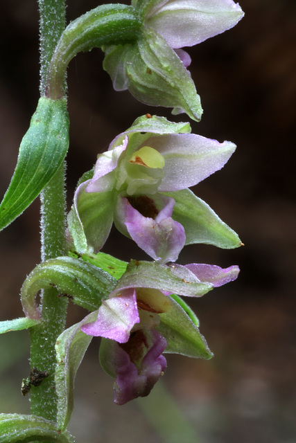 Broad-leaved Helleborine (Epipactis helleborine)