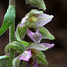 Broad-leaved Helleborine (Epipactis helleborine)