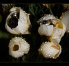 Sleepy Bumble Bees in Crocus Blossoms