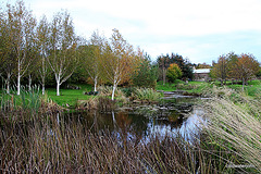 Autumn in the Pond Garden series 5118070212 o