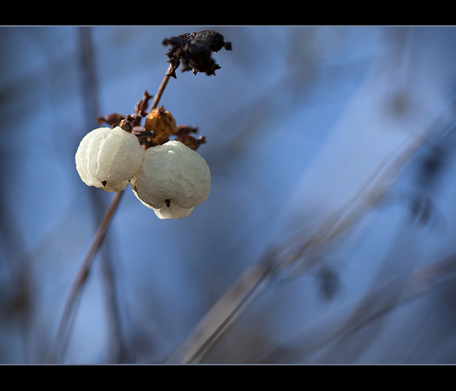 Snowberries with Stick Bokeh