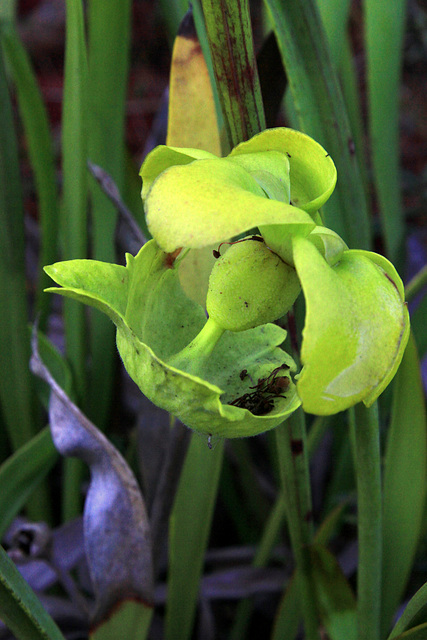 Another Halloween Flower