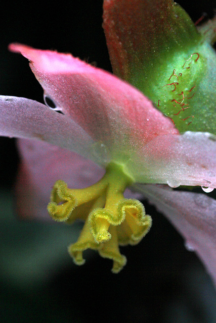 Begonia