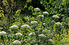 Viburnum alnifolium
