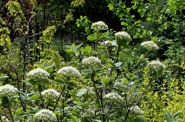 Viburnum alnifolium