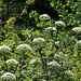 Viburnum alnifolium