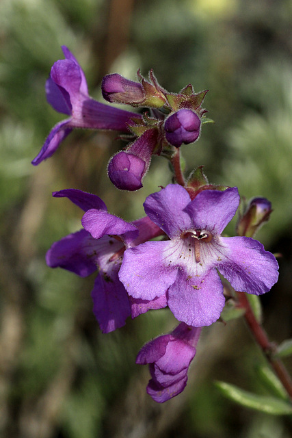 Gairdner's Pentstemon