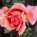 Weather-beaten,wind-torn fragrant rose