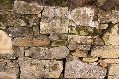 Drystone Dyke with algae ~003