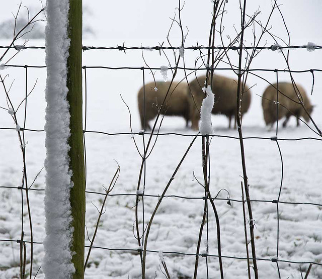 winter flock