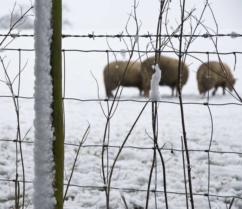 winter flock