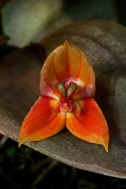 Lepanthes niesseniae