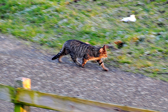 Cat on the move