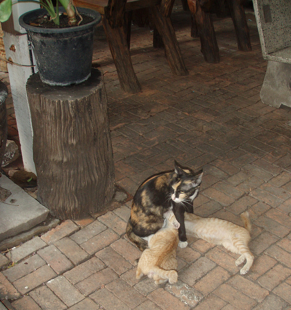 Bangkok kitties