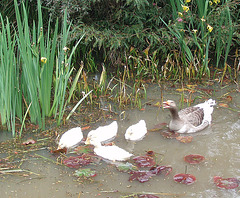 goose Tiny and her adopted ducklings