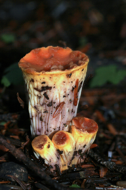 Woolly Gomphus (Gomphus floccosus)