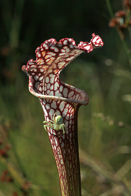 More Creatures from the Little Bog of Horrors