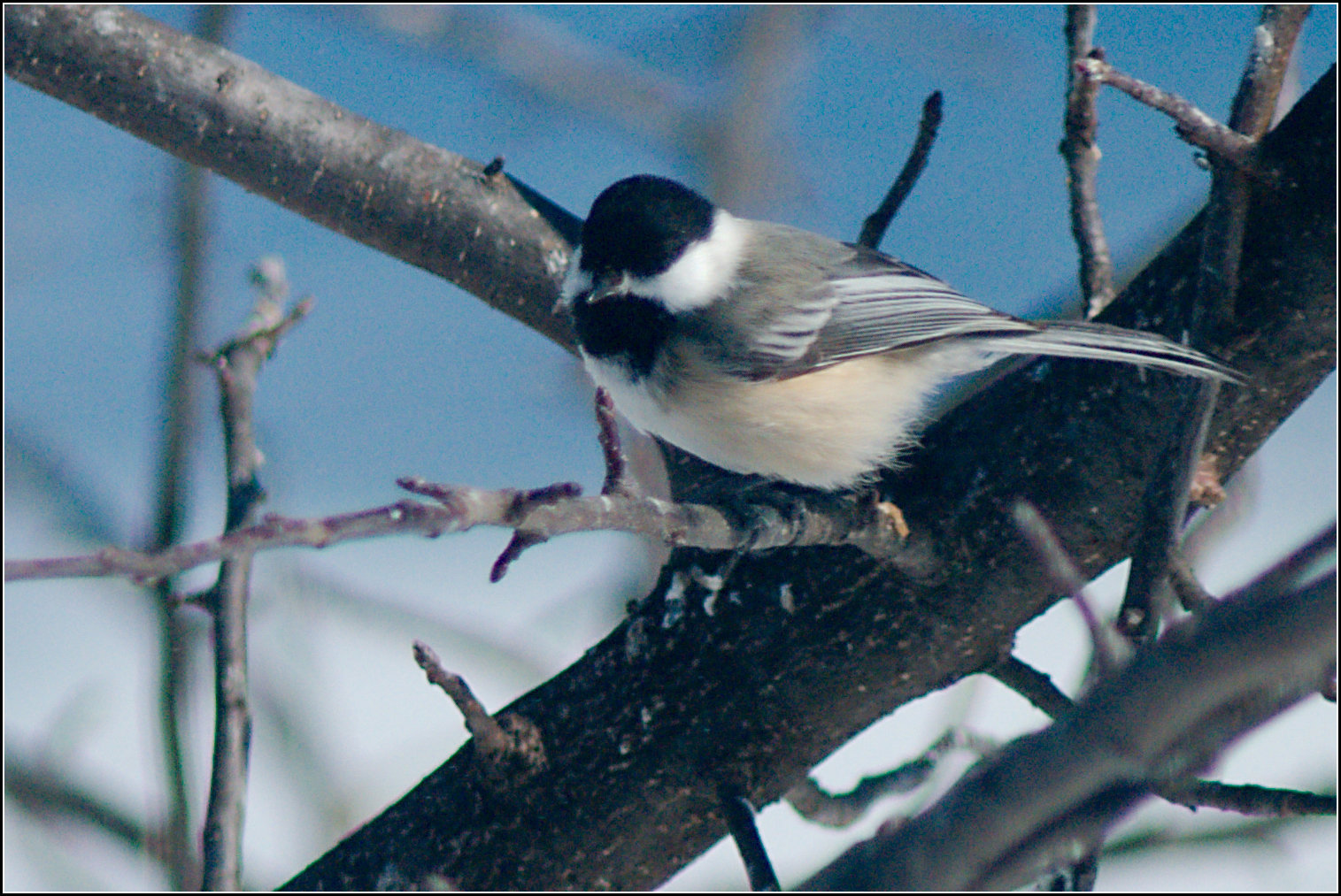 Chickadee