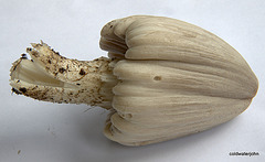 Identifying Fungi? Coprinopsis atramentaria (Common Inkcap)?