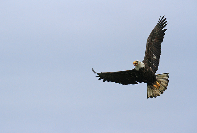 Bald Eagle