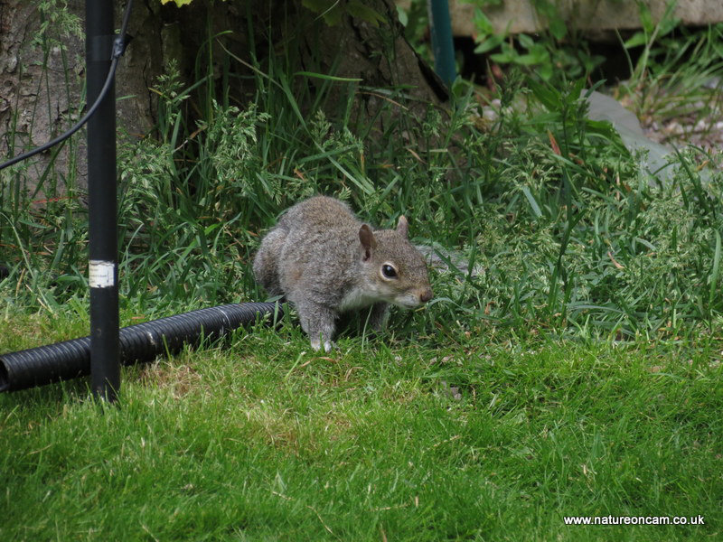 Garden visitors