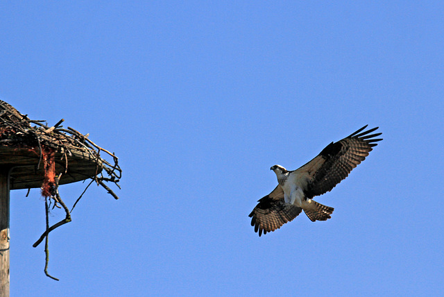 Coming in for a Landing