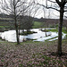 After the thaw - oak leaf carpet - under the oaks!