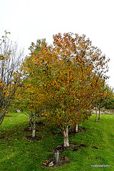 Autumn in the Pond Garden series 5117469495 o