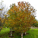 Autumn in the Pond Garden series 5117469495 o