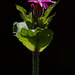 Red Campion (Silene dioica).