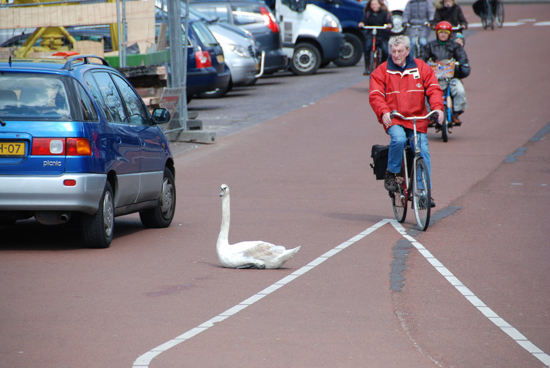 Swan trying to swim on the road