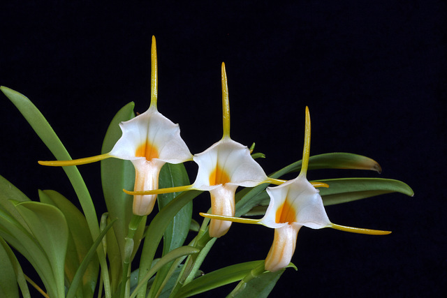 Masdevallia fuchsii