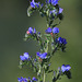 Threadleaf Phacelia Threadleaf Phacelia