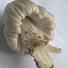 Identifying Fungi? Coprinopsis atramentaria (Common Inkcap)?