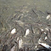 fish feeding on Chao Praya