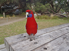 Crimson Rosella