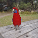 Crimson Rosella