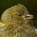 Siskin chick