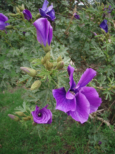 spring in our garden