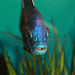 Old Blue Lips