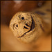 Jan Lacy: Grinning Turtle Face with Extreme Bokeh