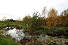 Autumn in the Pond Garden series 5117469973 o