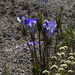 Fringed Gentian