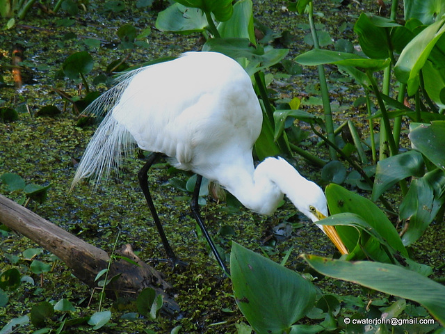 Looking for frogs