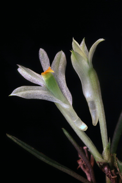 Dendrobium masarangense