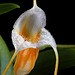 Masdevallia ampullacea 'Connor'